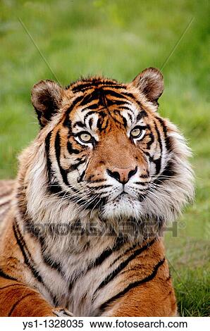 SUMATRAN TIGER panthera tigris sumatrae, PORTRAIT OF ADULT View Large Photo Image Stock Photography - SUMATRAN TIGER panthera tigris sumatrae, PORTRAIT OF ADULT. Fotosearch