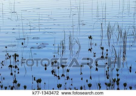 Stock Image - Summer evening at the lake, Sweden, June 2010. Fotosearch