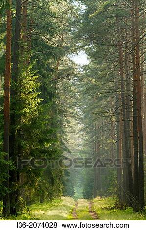 Stock Photo - Summer in a Wood in the Masurian Lake District. Summer. POland.. Fotosearch