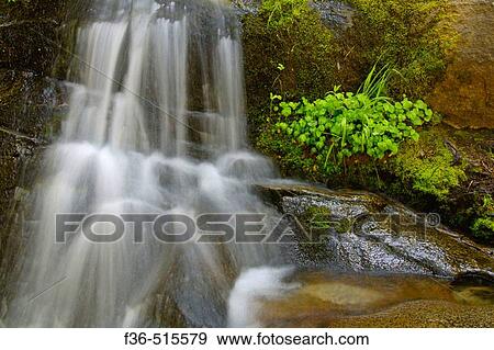 Summer plants and stream water cascade over rock, Congress Trail, Giant Forest, Sequoia National Park, California View Large Photo Image Stock Photo - Summer plants and stream water cascade over rock, Congress Trail, Giant Forest, Sequoia National Park, California. Fotosearch