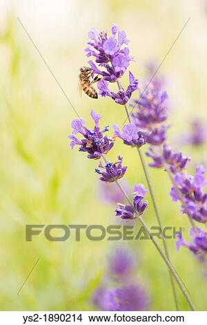 Summer scene with busy bee pollinating lavender flowers in green field View Large Photo Image Picture - Summer scene with busy bee pollinating lavender flowers in green field. Fotosearch