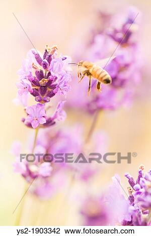 Summer scene with busy bee pollinating lavender flowers in green field View Large Photo Image Stock Image - Summer scene with busy bee pollinating lavender flowers in green field. Fotosearch