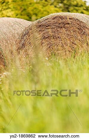 Summer scene with hay bales used for animal fodder View Large Photo Image Stock Image - Summer scene with hay bales used for animal fodder. Fotosearch