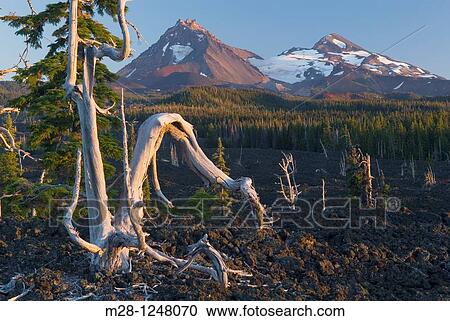 Sun bleached trees stand out among the black lava fields of McKenzie Pass Oregon The Three Sisters volcanoes are in the distance View Large Photo Image Stock Image - Sun bleached trees stand out among the black lava fields of McKenzie Pass Oregon The Three Sisters volcanoes are in the distance. Fotosearch