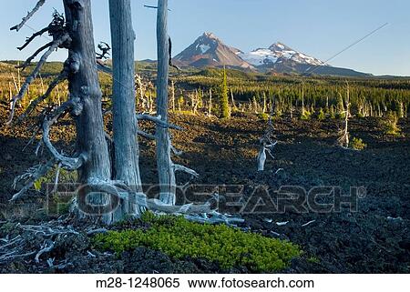 Sun bleached trees stand out among the black lava fields of McKenzie Pass Oregon The Three Sisters volcanoes are in the distance View Large Photo Image Stock Photography - Sun bleached trees stand out among the black lava fields of McKenzie Pass Oregon The Three Sisters volcanoes are in the distance. Fotosearch