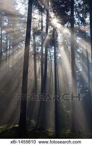 Sun filtering through mature fir wood and early morning mist in spring, Lower Saxony, Germany View Large Photo Image Stock Image - Sun filtering through mature fir wood and early morning mist in spring, Lower Saxony, Germany. Fotosearch