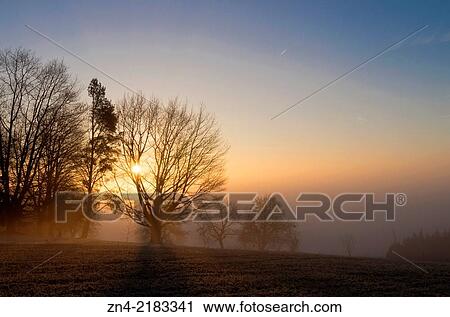 Sun gazing through tree while sunrise on Magdalenaberg Hill in Bad Schallerbach. Austria. View Large Photo Image Stock Image - Sun gazing through tree while sunrise on Magdalenaberg Hill in Bad Schallerbach. Austria.. Fotosearch
