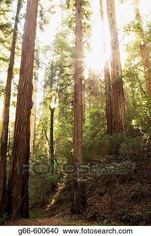Stock Image - Sun light in the redwoods, Montgomery Woods State Reserve. Fotosearch
