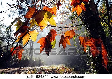 sun rays, fog and autumn leaves, Vidreres, Catalonia, Spain, Europe View Large Photo Image Picture - sun rays, fog and autumn leaves, Vidreres, Catalonia, Spain, Europe. Fotosearch