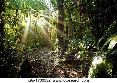 Sun rays in the dense jungle of the Braulio Carrillo National Park, Costa Rica, Central America View Large Photo Image Stock Image - Sun rays in the dense jungle of the Braulio Carrillo National Park, Costa Rica, Central America. Fotosearch