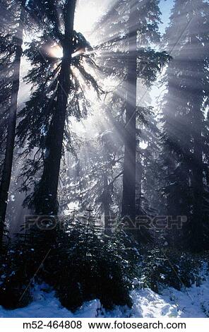 Stock Photo - Sun rays thorugh trees, Mt. Rainier. Washington, USA. Fotosearch
