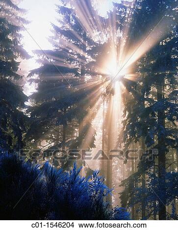 Sun rays through fir trees, Vosges mountains, Alsace, France View Large Photo Image Picture - Sun rays through fir trees, Vosges mountains, Alsace, France. Fotosearch
