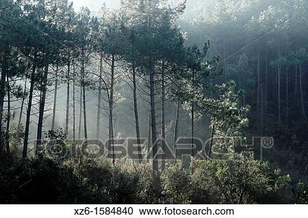 Stock Image - Sun rays through trees, Vidreres, Catalonia, Spain, Europe. Fotosearch