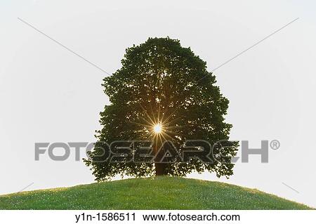 Sun shines through Lime-tree at morning, Kanton Zug, Switzerland View Large Photo Image Stock Image - Sun shines through Lime-tree at morning, Kanton Zug, Switzerland. Fotosearch