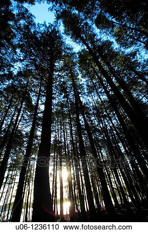 Sun shining through a grove of trees View Large Photo Image Stock Image - Sun shining through a grove of trees. Fotosearch