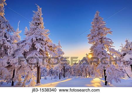 Stock Image - Sun shining through snow covered spruce forest, Fichtelberg, Oberwiesental, Erzgebirge, Saxony, Germany. Fotosearch