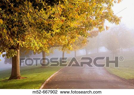 Stock Image - Sun thru fog and trees, Happy Valley, Oregon, USA. Fotosearch