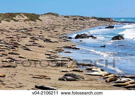 Sunbathing Northern Elephant Seals (Mirounga angustirostris) at the Pacific Coastline, California, USA View Large Photo Image Stock Image - Sunbathing Northern Elephant Seals (Mirounga angustirostris) at the Pacific Coastline, California, USA. Fotosearch