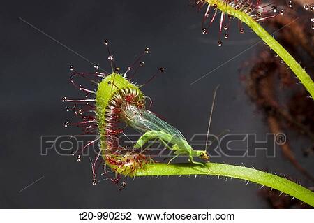 Sundew, Carnivorous Plant trapping Green Lacewing, Drosera scorpioides, Chrysoperla carnea, Munich, Bavaria, Germany View Large Photo Image Stock Image - Sundew, Carnivorous Plant trapping Green Lacewing, Drosera scorpioides, Chrysoperla carnea, Munich, Bavaria, Germany. Fotosearch