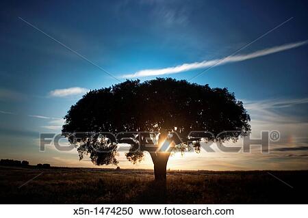 Sunet in Alentejo, Portugal, Europe View Large Photo Image Stock Image - Sunet in Alentejo, Portugal, Europe. Fotosearch