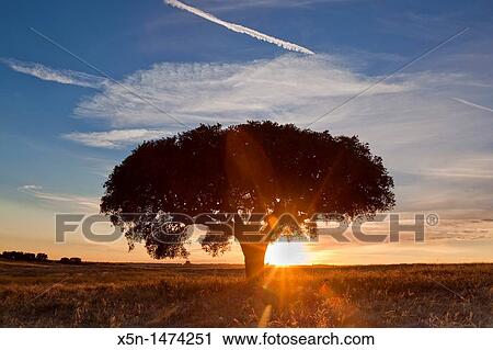 Stock Image - Sunet in Alentejo, Portugal, Europe. Fotosearch