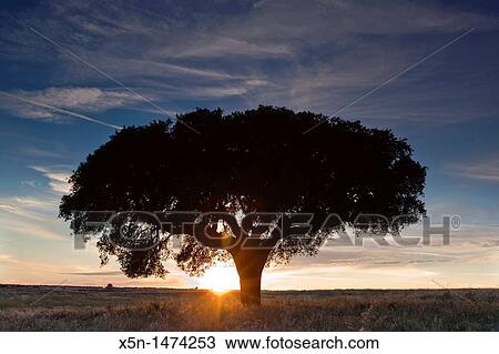 Sunet in Alentejo, Portugal, Europe View Large Photo Image Stock Image - Sunet in Alentejo, Portugal, Europe. Fotosearch
