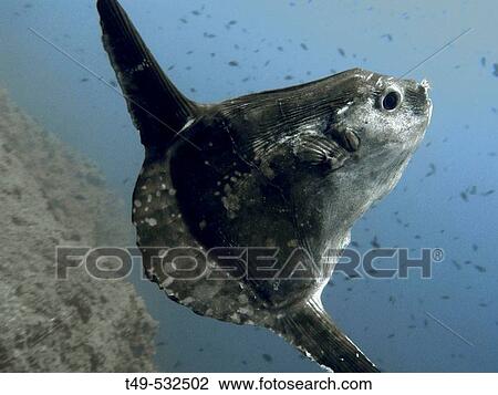 Sunfish (Mola mola). Alicante province, Comunidad Valenciana, Spain View Large Photo Image Stock Image - Sunfish (Mola mola). Alicante province, Comunidad Valenciana, Spain. Fotosearch