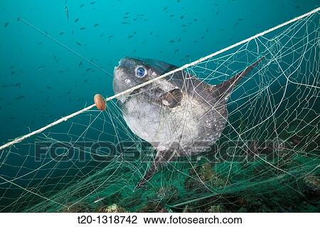 Sunfish trapped in lost Fishing Net, Mola mola, Cap de Creus, Costa Brava, Spain View Large Photo Image Stock Image - Sunfish trapped in lost Fishing Net, Mola mola, Cap de Creus, Costa Brava, Spain. Fotosearch