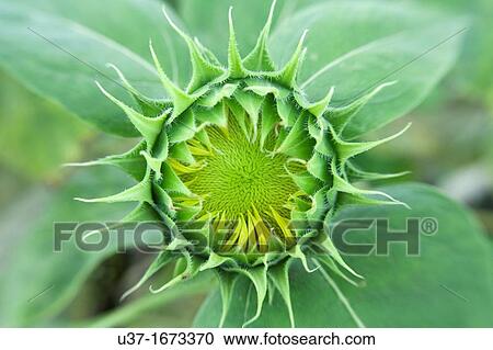 Sunflower bud View Large Photo Image Stock Image - Sunflower bud. Fotosearch