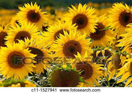 Sunflower field, East Sussex, England, UK, Europe View Large Photo Image Stock Image - Sunflower field, East Sussex, England, UK, Europe. Fotosearch