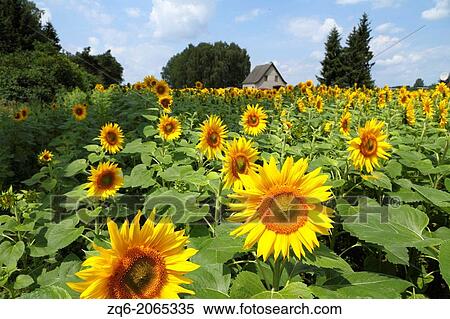 Sunflower Field in Brandenburg, Germany. View Large Photo Image Stock Photography - Sunflower Field in Brandenburg, Germany.. Fotosearch