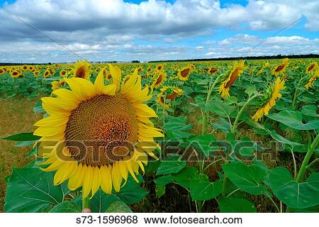 Sunflower field in Samara region, Russian Federation View Large Photo Image Stock Photo - Sunflower field in Samara region, Russian Federation. Fotosearch