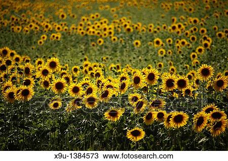 sunflower field in the evening light near Avignon, Provence, France, Europe View Large Photo Image Stock Image - sunflower field in the evening light near Avignon, Provence, France, Europe. Fotosearch