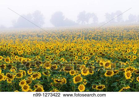 Sunflower field, morning mist, summer, Bavaria, Germany View Large Photo Image Stock Image - Sunflower field, morning mist, summer, Bavaria, Germany. Fotosearch