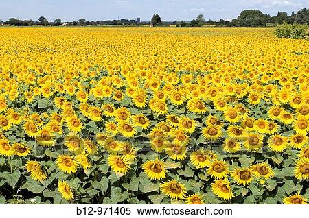 Sunflower field View Large Photo Image Stock Photography - Sunflower field. Fotosearch