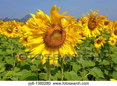 sunflower field, sunflower fields of lopburi, central Thailand View Large Photo Image Stock Image - sunflower field, sunflower fields of lopburi, central Thailand. Fotosearch