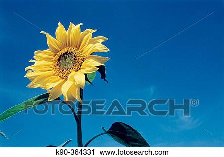 Stock Image - Sunflower. Goehrde Forest, Lower Saxony. Germany. Fotosearch