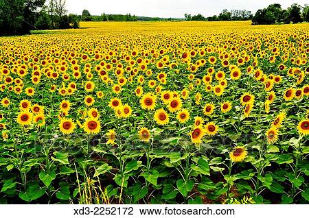 sunflower, Helianthus annuus, field, Lot-et-Garonne Department, Aquitaine, France. View Large Photo Image Stock Image - sunflower, Helianthus annuus, field, Lot-et-Garonne Department, Aquitaine, France.. Fotosearch