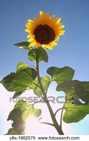 Sunflower View Large Photo Image Stock Photography - Sunflower. Fotosearch