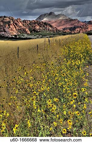 Sunflowers and a fence line the Kolob Terrace Road at Zion National Park, Utah View Large Photo Image Stock Photo - Sunflowers and a fence line the Kolob Terrace Road at Zion National Park, Utah. Fotosearch