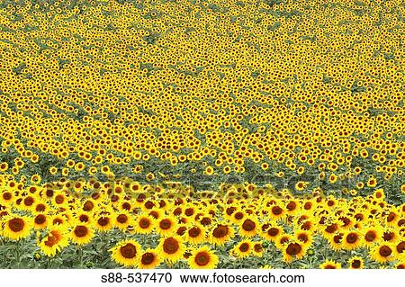 Sunflowers. Andalucia: Cadiz province. Spain View Large Photo Image Stock Image - Sunflowers. Andalucia: Cadiz province. Spain. Fotosearch