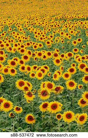 Sunflowers. Andalucia. Cadiz province. Spain View Large Photo Image Stock Image - Sunflowers. Andalucia. Cadiz province. Spain. Fotosearch