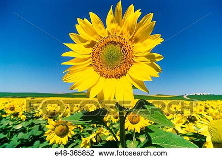 Sunflowers. C? rdoba. Spain View Large Photo Image Stock Image - Sunflowers. C? rdoba. Spain. Fotosearch