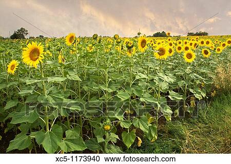 Sunflowers, Colle Val d? Elsa landscape, Siena, Tuscany, italy View Large Photo Image Stock Image - Sunflowers, Colle Val d? Elsa landscape, Siena, Tuscany, italy. Fotosearch