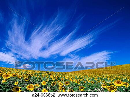 Sunflowers field. Andalucia, Spain (April 2007) View Large Photo Image Stock Image - Sunflowers field. Andalucia, Spain (April 2007). Fotosearch