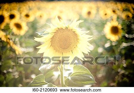 Sunflowers field, Castile And Leon, Spain. View Large Photo Image Stock Image - Sunflowers field, Castile And Leon, Spain.. Fotosearch