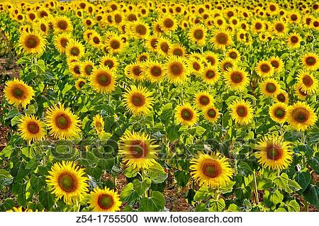 Sunflowers field, Castile and Leon, Spain View Large Photo Image Stock Image - Sunflowers field, Castile and Leon, Spain. Fotosearch