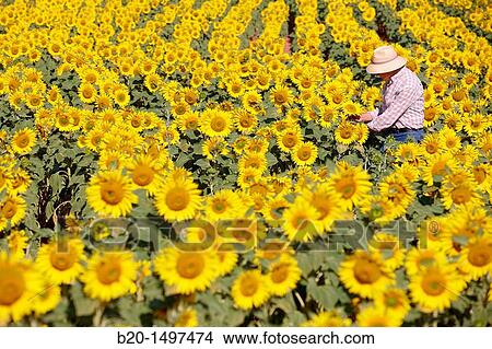 Sunflowers field? Learza? estate Near Estella, Navarre, Spain View Large Photo Image Picture - Sunflowers field? Learza? estate Near Estella, Navarre, Spain. Fotosearch