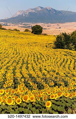 Sunflowers field? Learza? estate Near Estella, Navarre, Spain View Large Photo Image Stock Image - Sunflowers field? Learza? estate Near Estella, Navarre, Spain. Fotosearch