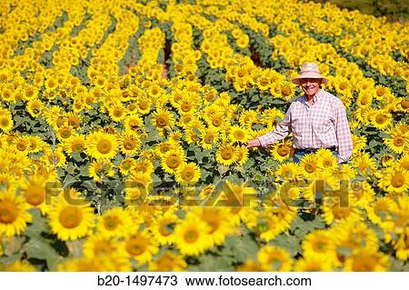 Sunflowers field? Learza? estate Near Estella, Navarre, Spain View Large Photo Image Stock Image - Sunflowers field? Learza? estate Near Estella, Navarre, Spain. Fotosearch